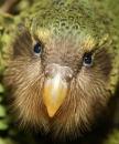 kakapo's Avatar