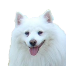 snowdog's Avatar
