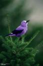 purple_feather22's Avatar