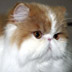 Notoriety's Avatar
