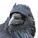 Jack's Avatar