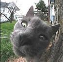 Peppie's Avatar
