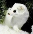 missy_aurora's Avatar