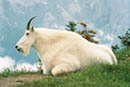 laviece's Avatar