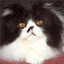 rurocking's Avatar