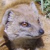 DamonWakes's Avatar