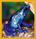 Bluefrogs3's Avatar