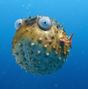 Roro-shi's Avatar