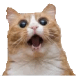 Flipflargin's Avatar