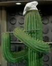 Cactus Chef's Avatar