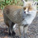 little foxess's Avatar