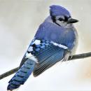 blue-j's Avatar