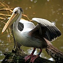 Pelicans's Avatar