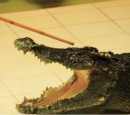 crocodilestick's Avatar