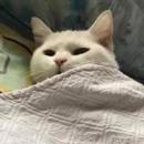LitLuminari's Avatar