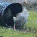 ReleaseTheGeese's Avatar