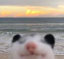 possumbly_human's Avatar