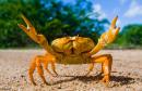 dank_crabbo's Avatar