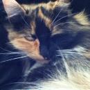 Mew'sMama's Avatar