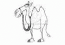 Camelcroozin's Avatar