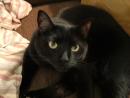 catmomto8's Avatar