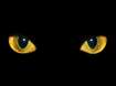 Rayne's Avatar