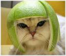 aravind's Avatar