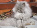 furball's Avatar