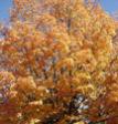 AutumnDay's Avatar