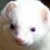 The Zoo's Avatar